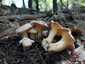 Halvány rókagomba (Cantharellus pallens), Őrség